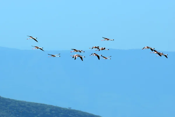 Flamingo rosa no Lago Bogoria, no Quênia — Fotografia de Stock