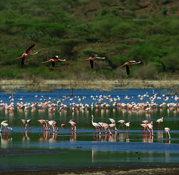 Pink Flamingo on Lake Bogoria in Kenya — Stock Photo, Image