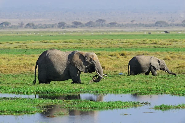 Parkta Amboseli mera üzerinde fil — Stok fotoğraf