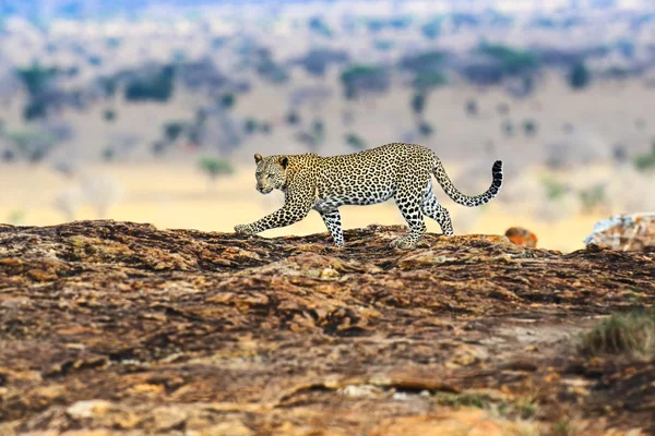 Leopard maszáj Mara — Stock Fotó