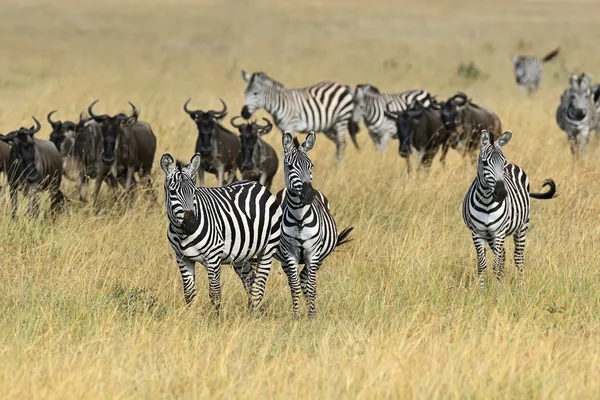 Zebra Masai Mara — Zdjęcie stockowe