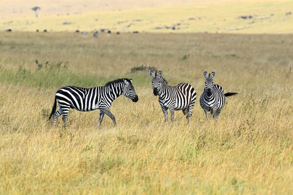 Zebra Masai Mara National Park in Keny
