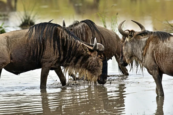 Wildebees en Masai Mara . —  Fotos de Stock