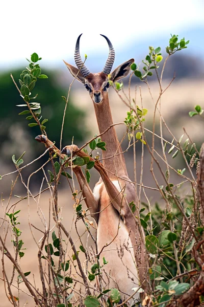 Antilopa žirafí Africká gazela — Stock fotografie