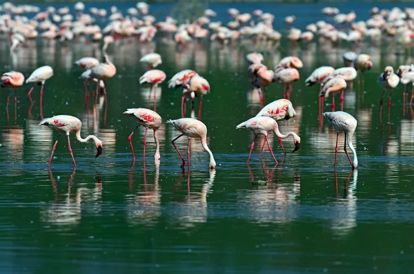 アフリカのピンクのフラミンゴ — ストック写真