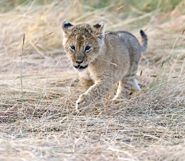 Lion Masai Mara — Stock Photo, Image