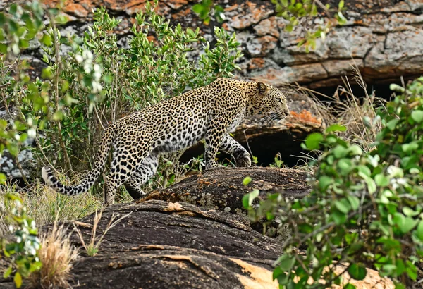 Leopard Tsavo in Africa — Stock Photo, Image