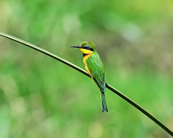 Bee eater in Africa — Stock Photo, Image