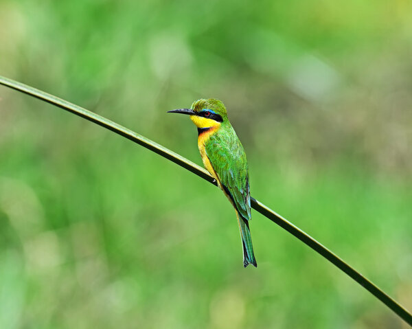 Пчелоед в Африке
