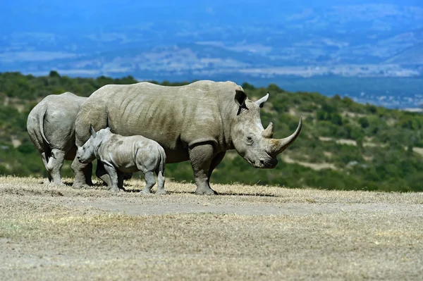 Zwarte neushoorn in Afrika — Stockfoto