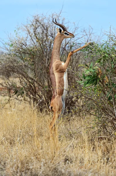 Afrika ceylan gerenuk — Stok fotoğraf