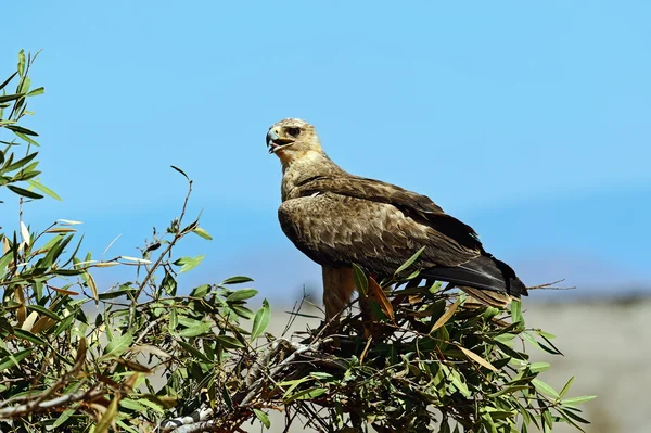 Tawny orel v Tsavo — Stock fotografie