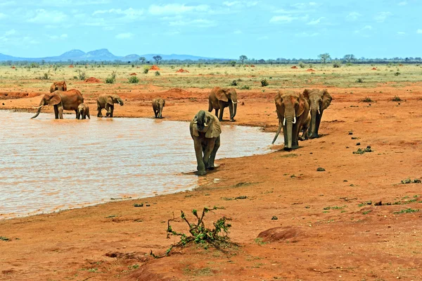 Elefantes Tsavo Este —  Fotos de Stock