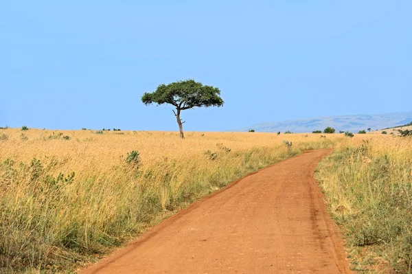 Tree Masai Mara — Stock Photo, Image