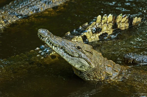 Masai-Mara-Krokodile — Stockfoto