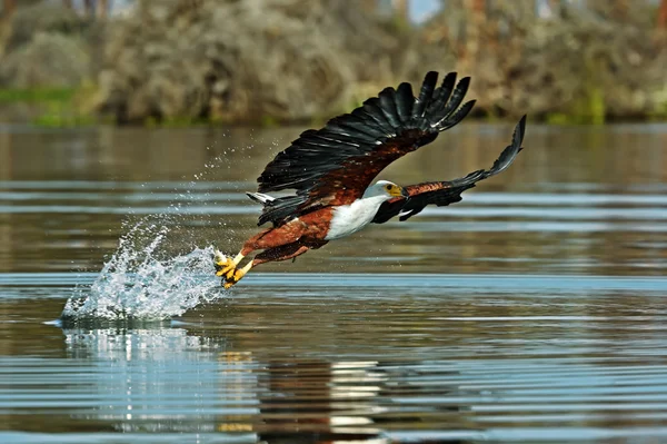 Águila de cola blanca —  Fotos de Stock