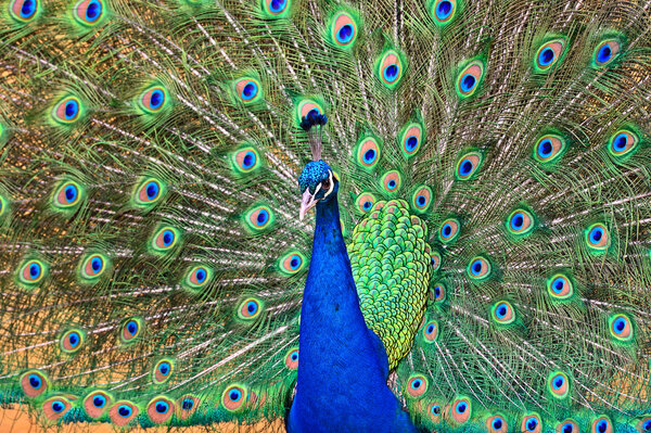 Милый дельфин
