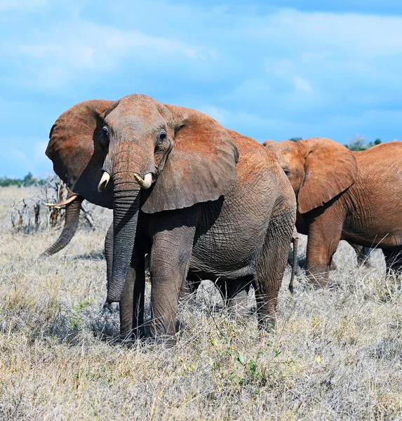 Sloni Tsavo East — Stock fotografie