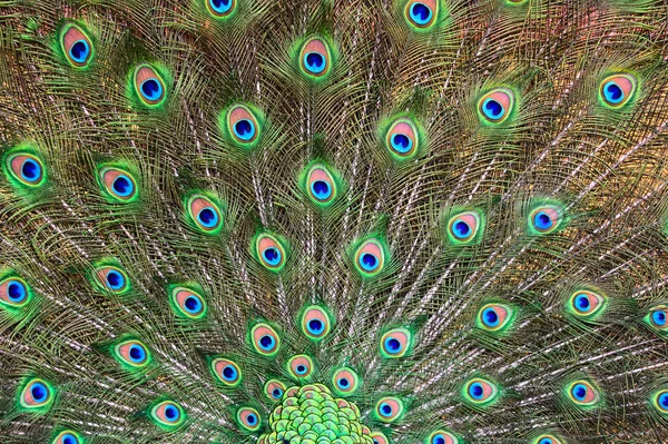 Golfinho bebé bonito — Fotografia de Stock