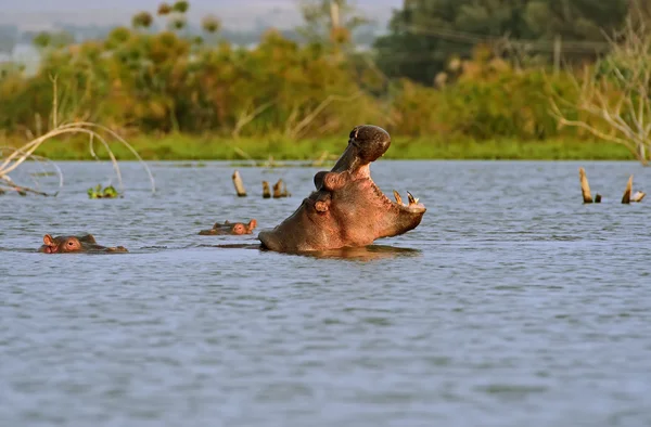 Söt baby dolphin — Stockfoto