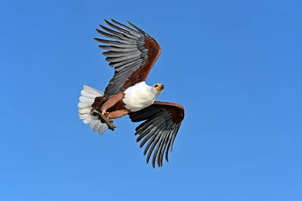 Seeadler — Stockfoto