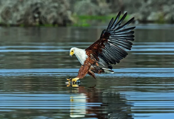 Águila de cola blanca —  Fotos de Stock