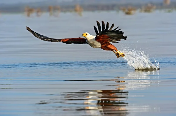 White tailed eagle — Stock Photo, Image