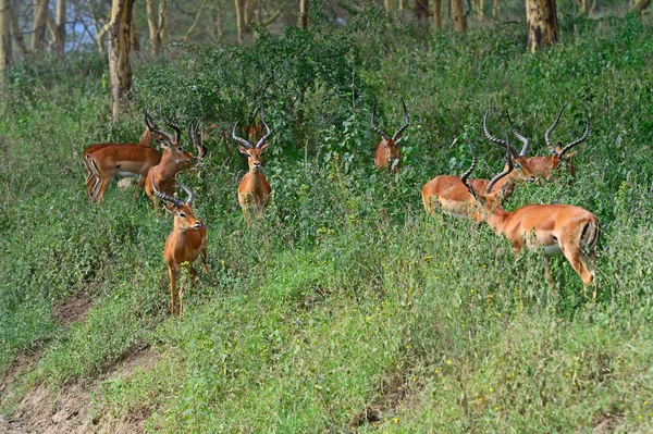 Roztomilé dítě delfín — Stock fotografie