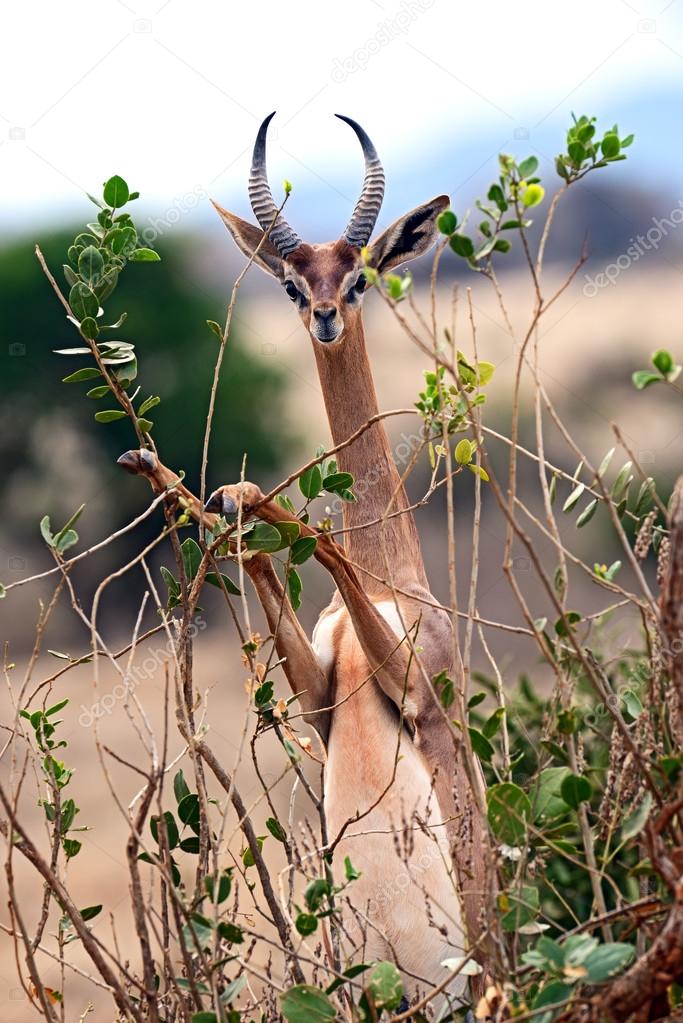African gazelle gerenuk