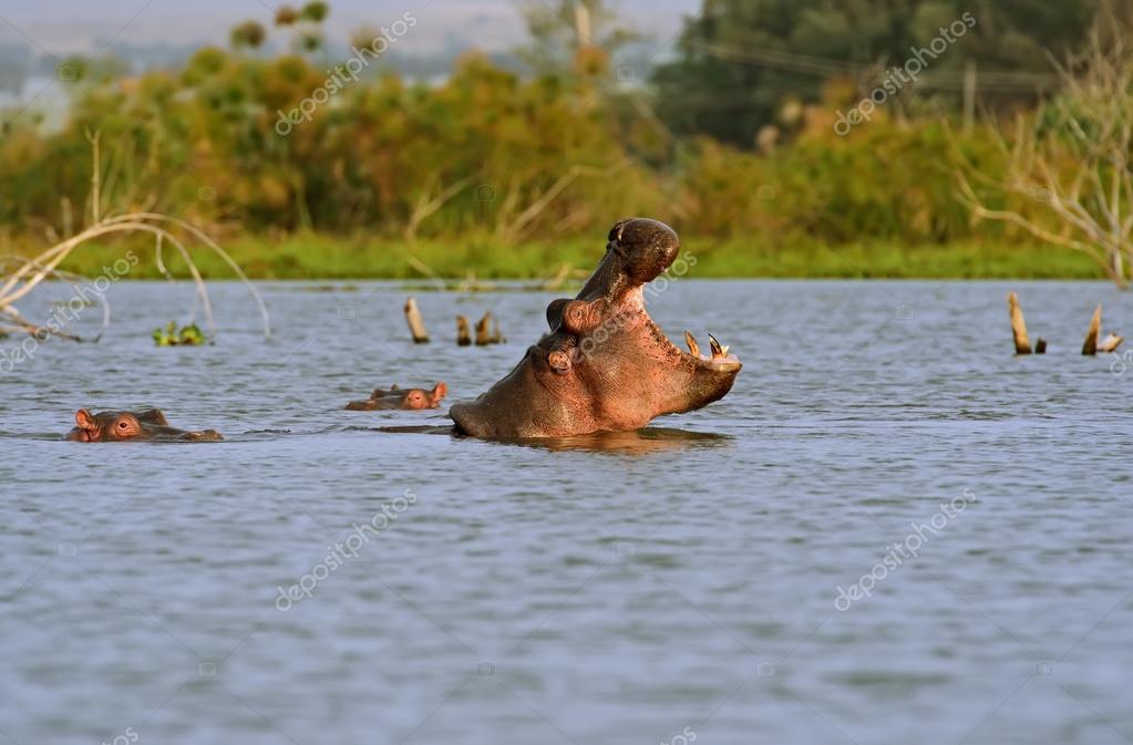 Bebe Dauphin Images Libres De Droit Photos De Bebe Dauphin Depositphotos Bebe Dauphin Images Libres De Droit Photos De Bebe Dauphin Depositphotos