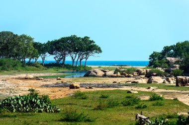 Sri Lanka Adası ile hurma okyanus plaj