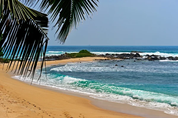 Sri Lanka island with palm on ocean beach — Stock Photo, Image