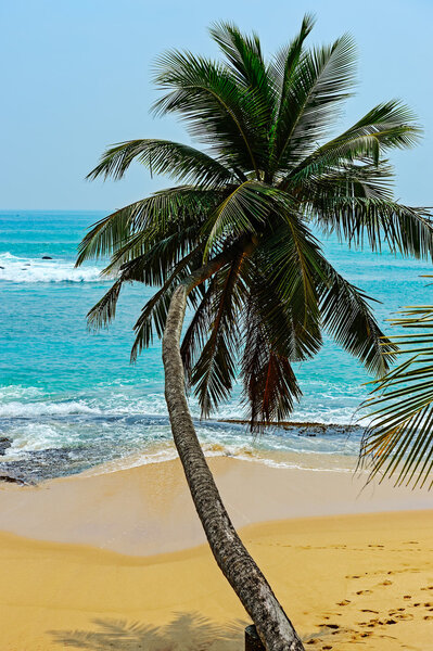 Sri Lanka island with palm on ocean beach