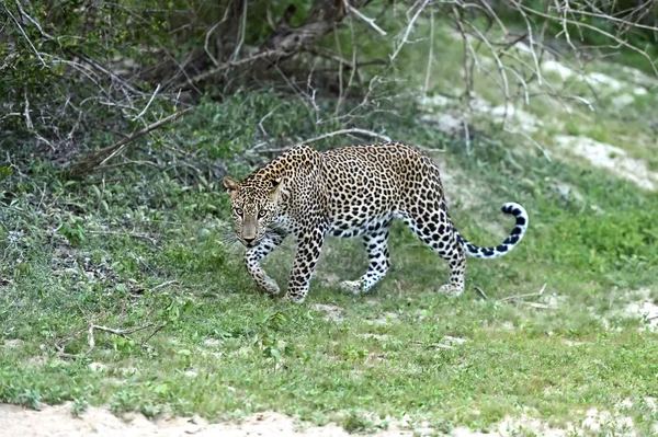 Leopard in Sri Lanka — Stock Photo, Image