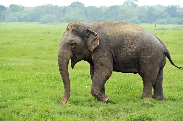 Elephant in the wild — Stock Photo, Image