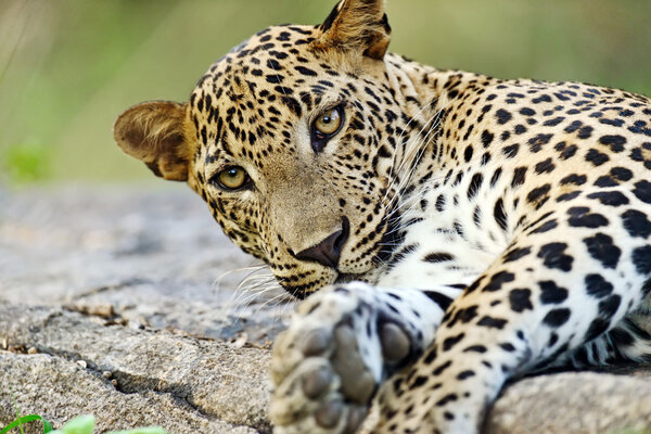 Слон в дикой природе
