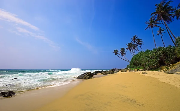 Sri Lanka ilha com palma na praia do oceano — Fotografia de Stock