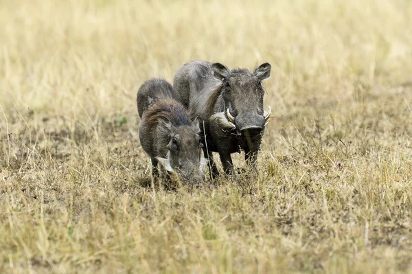 Wild African pig — Stock Photo, Image