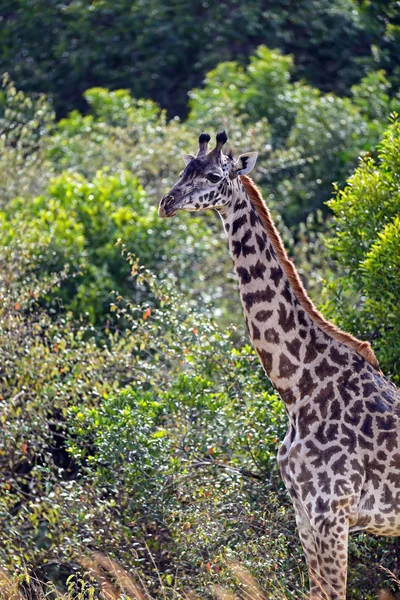 长颈鹿在大草原上 — 图库照片