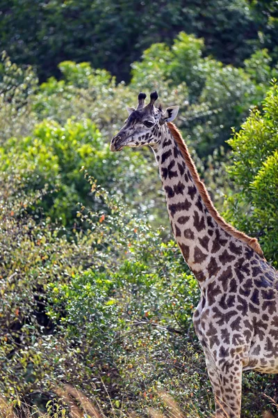 Giraffe in der Savanne — Stockfoto