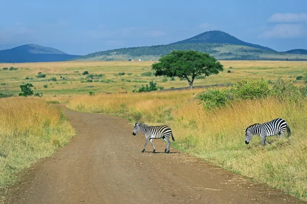 Masai Mara 'da zebra — Stok fotoğraf