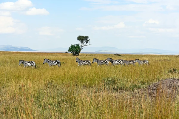 Masai Mara 'da zebra — Stok fotoğraf