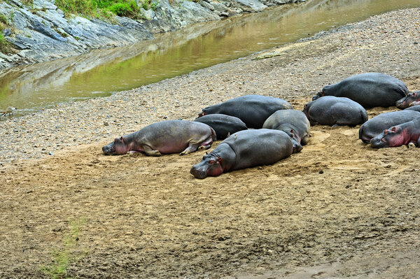 Hippopotamus Masai Mara