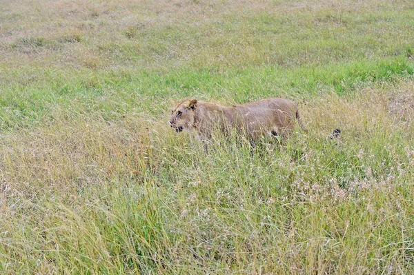 Portrait de jeune lion — Photo