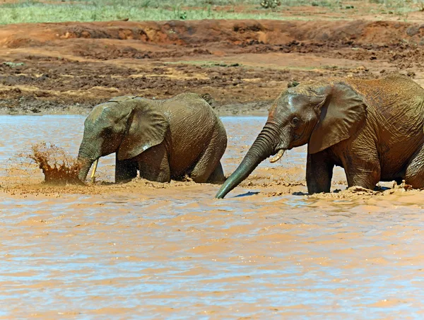 Elefantes africanos en sabana —  Fotos de Stock