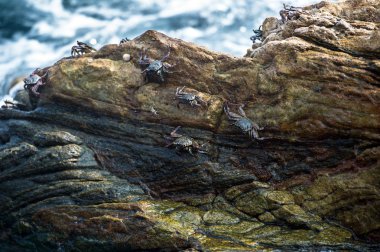 Okyanus Sri Lankalı yengeçler