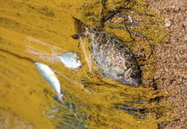 Balıkçılık sri Lanka