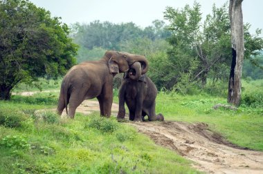 Elephants in Sri Lanka clipart