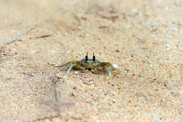 Sri-lankische Krabben — Stockfoto