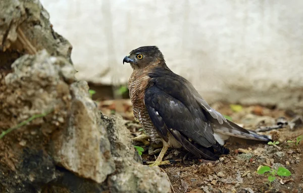 Haubenfalke in freier Wildbahn — Stockfoto